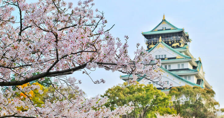 le-hoi-anh-dao-hanami-20 (1).jpg